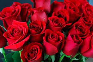 fleurs rouge